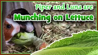 Piper and Luna are Munching on Lettuce - So Cute!