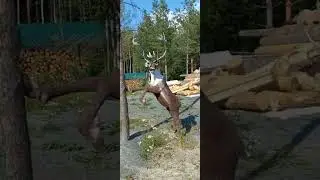 Попал в сказку