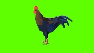 Green screen Cock video | Cock idle green screen