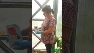 О борьбе с вредителями-муравьями. #борьбасвредителями