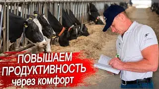 Содержание КРС. Как комфорт повышает продуктивность коров.