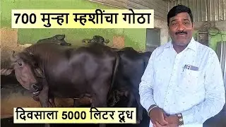 700 मुऱ्हा म्हशींचा गोठा, दिवसाला 5000 लिटर दूध ! तुम्हीही करू शकता ?