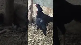 Дакан мекиш бой