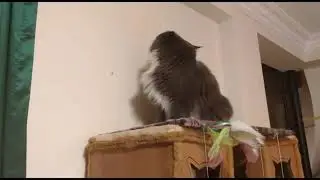 Невидимые друзья кота