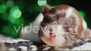 15 day 7 slow motion 444 new year puppy S　阿武孝雄