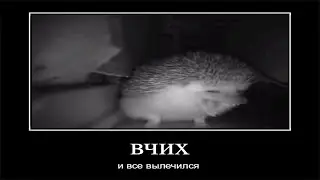 ежик чихнул (вылечился)