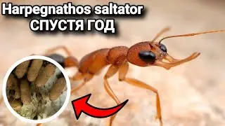 ЧТО СЛУЧИЛОСЬ С Harpegnathos saltator СПУСТЯ ГОД? ПЕРЕСЕЛЕНИЕ, НАПАДЕНИЕ КАРЕБАР И МНОГОЕ ДРУГОЕ!