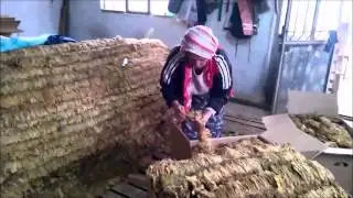 Tütünler satışa hazır duruma getirilmeye başlandı