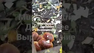 Опята зимние 4 января! Растут однако на сливе:)