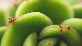 Macro Lens, lente macro para celular