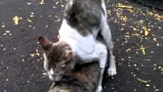 Bokep Kucing Kawin