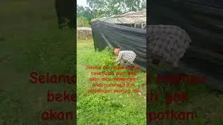 perjuangan seorang ibu.
