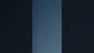 ГОНЯЕМ ВЫСОКОЛЕТННЫХ ГОЛУБЕЙ.