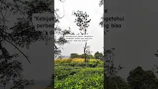 Kebijaksanaan Adalah #shortvideo #shorts #short #katakatabijak #motivasi #motivasidiri #quotes