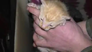They grow quickly, I feed them well!!
