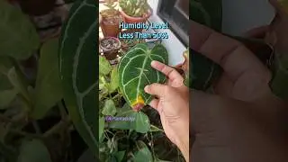 Anthurium Plant Care 