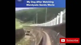 dog walking style