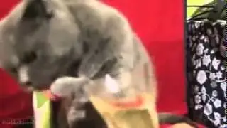 Ютуб самые смешные кошки!