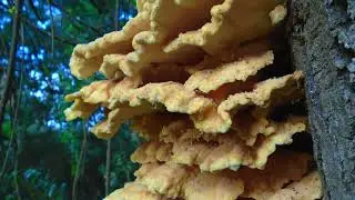 Chicken of the Woods (5 clusters)