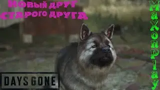 DAYS GONE || НОВЫЙ ДРУГ СТАРОГО ДРУГА || СЕРИЯ 22 #daysgone  #жизньпосле