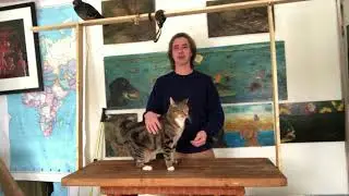 Why my cat wont kill mice