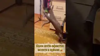 Коли хотів ефектно встати з ліжка