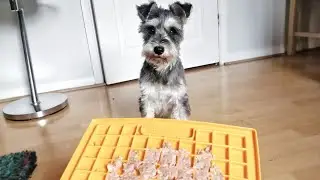 New Lick Mat! (+ messy schnauzer beard) | My Puppy Eats #3