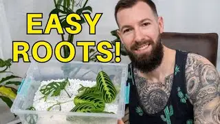 Better than Perlite!?