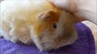 Tips for Trimming your Long-haired Guinea Pig!