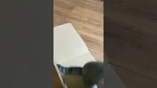 Cat Jackie Chan Follow please
