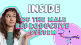 INSIDE: Male Reproductive System, Pt.3