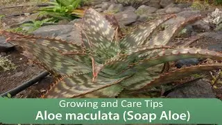 Aloe maculata (Soap Aloe) : Growing and Care Tips