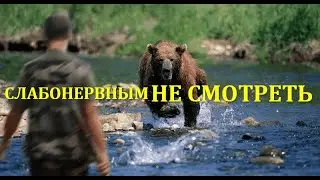 ЖЕСТЬ... медведь напал!