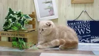 ワンラブ　ペットショップ　名古屋市269022