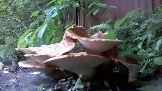 Fungi on a Tree Stump