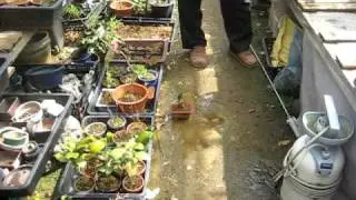 Bonsai 9