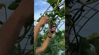 If you grow zucchini, you probably have a lot of it! Here are my harvesting tips! 
