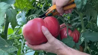 Помидор Германский Тидвел,Пинк Парадайз,Грейпфрут,Bony Best,San Marzano