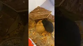 Kids trying to fit inside a little house