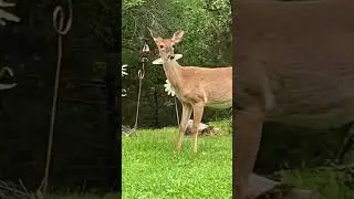 City Deer - Moved The Deer Crossing