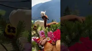 Wonder what it’s like to eat breakfast in the bed with alpacas? Worth it? 🦙🌸☕️