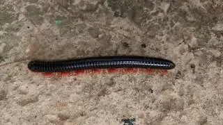 Giant African Millipede