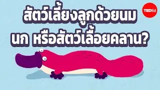 หนึ่งปีในชีวิตของสัตว์ที่แปลกประหลาดที่สุดชนิดหนึ่งของโลก - Gilad Bino