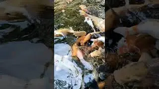 Ikan Mas
