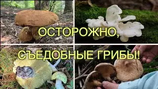 Осторожно, Съедобные Грибы! Как Неожиданно Они Могут Стать Ядовитыми