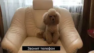 Пудель поет! Реакция пуделя Денди на телефонный звонок😂