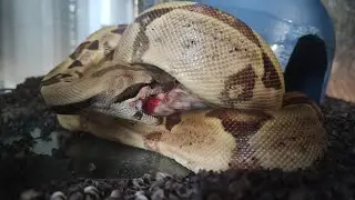 Frequently Asked Questions🌿Feeding Snakes🌿How to feed a snake🌿Is a boa constrictor a good pet🌿