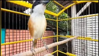 The sweet voice of the shrike bird