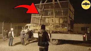 A Strange Creature That has Been Hidden for Years.