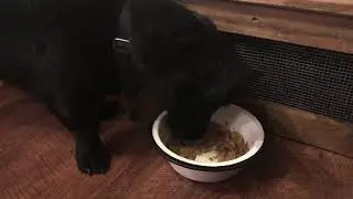 Eeyore eats a My Perfect Pet food bar
